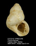 EOCENE-YPRESIAN Tricolia dunkeri